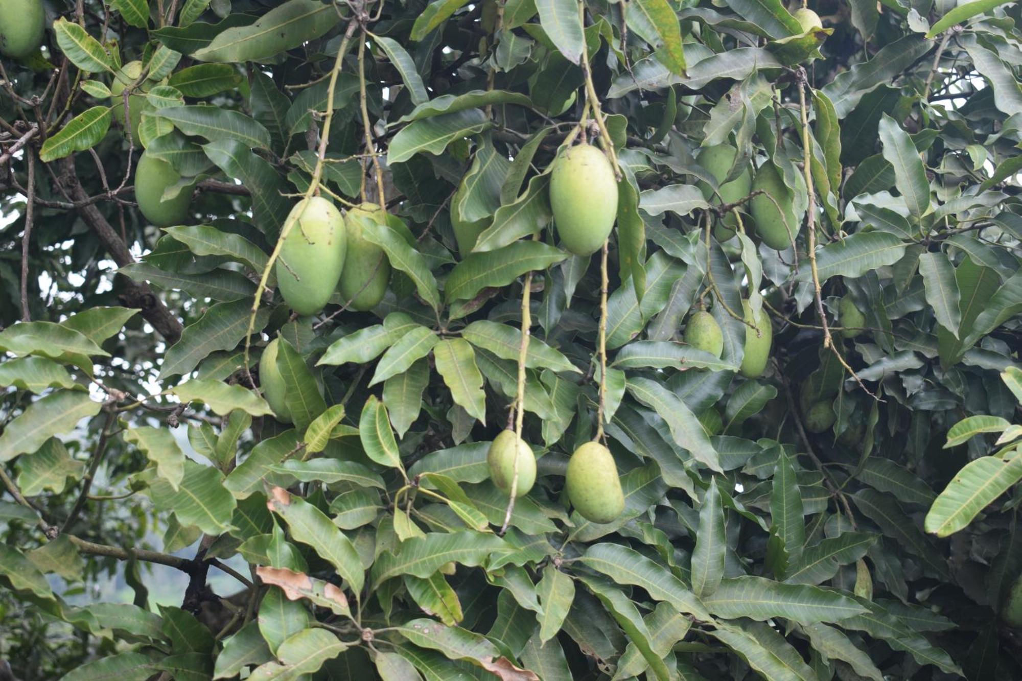 Namaya Nature Kandy Exteriér fotografie